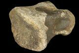 Pachycephalosaur Phalange (Toe Bone) - Montana #121968-1